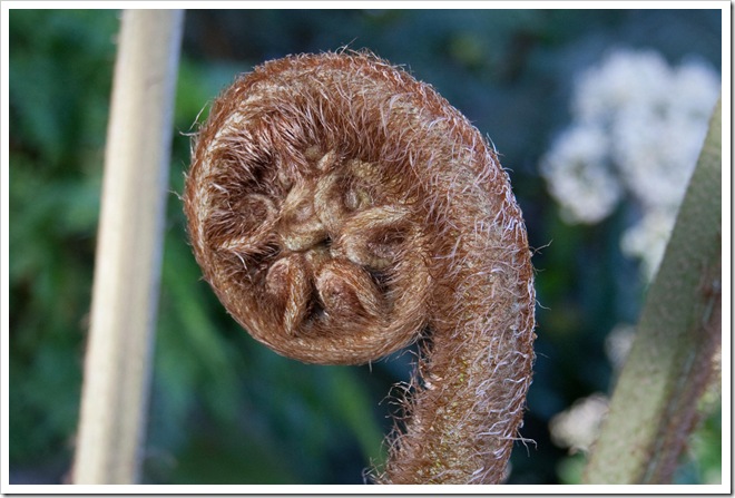 2009 01 18 Royal Wisley  _MG_2934