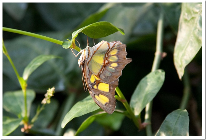 2009 01 18 Royal Wisley  _MG_2944