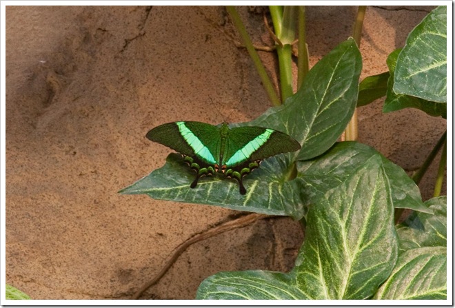 2009 01 18 Royal Wisley  _MG_2954