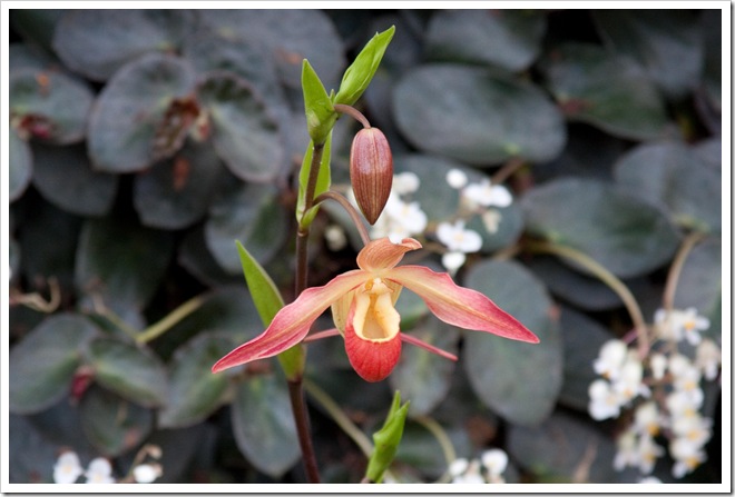 2009 01 18 Royal Wisley  _MG_2963