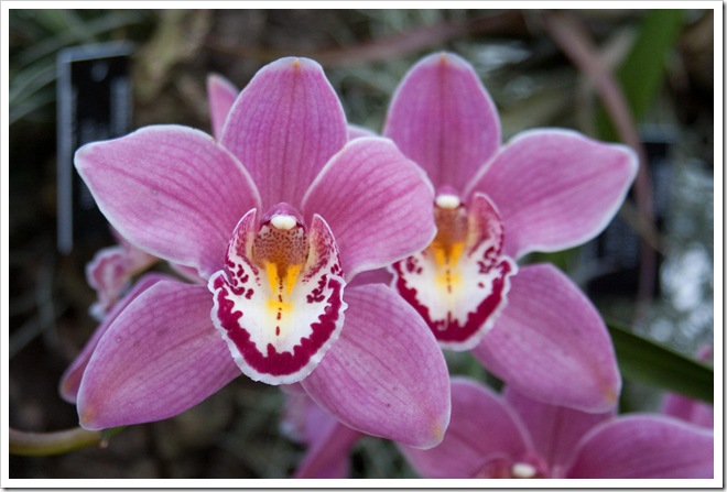 2009 01 18 Royal Wisley  _MG_2968