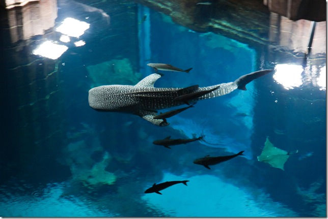 2009 02 07 Dubai _MG_3014