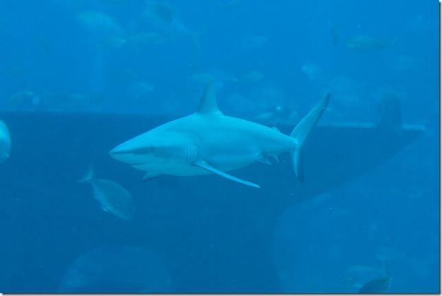 2009 02 08 Dubai _MG_3030