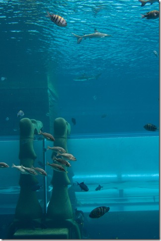 2009 02 12 Dubai _MG_3139