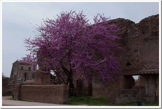 2009 04 08 Italy  _MG_3760