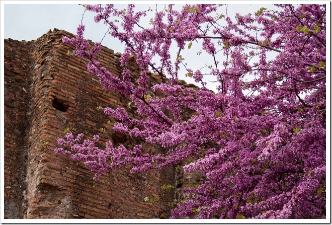 2009 04 08 Italy  _MG_3795
