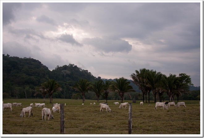 2010 March 15 Puerto Jimenez CR _-19