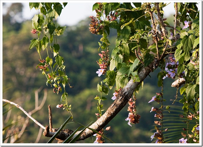 2010 03 16 13 38 Costa Rica_