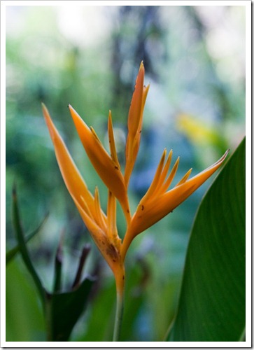 2010 03 16 14 18 Costa Rica_