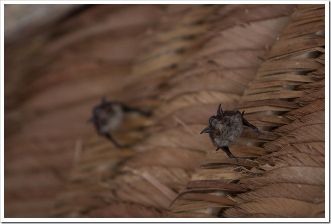 2010 03 16 15 53 Costa Rica_