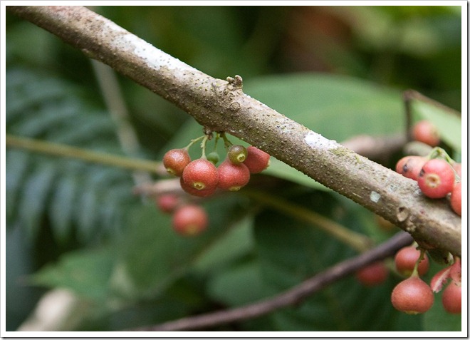 2010 03 16 16 29 Costa Rica_