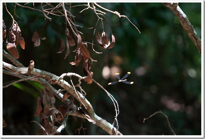 2010 03 16 17 19 Costa Rica_-2