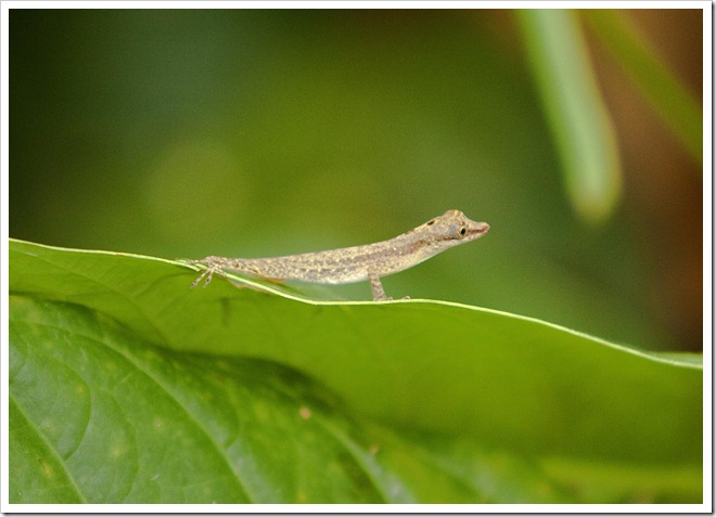 2010 03 17 15 34 Costa Rica_