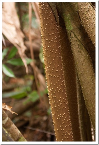 20100322 1621 Costa Rica