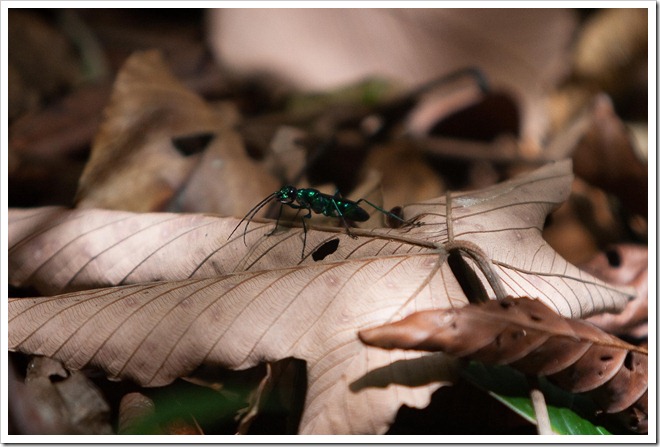 20100322 1629 Costa Rica