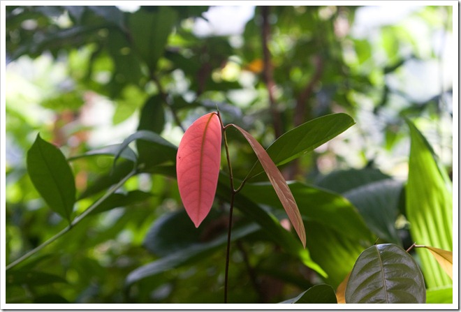 20100322 1641 Costa Rica-2
