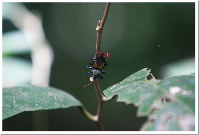 20100322 1717 Costa Rica-3