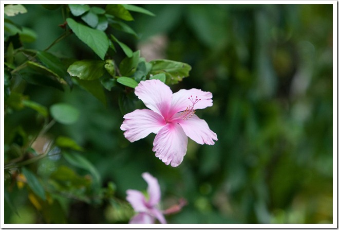 20100322 2202 Costa Rica-2