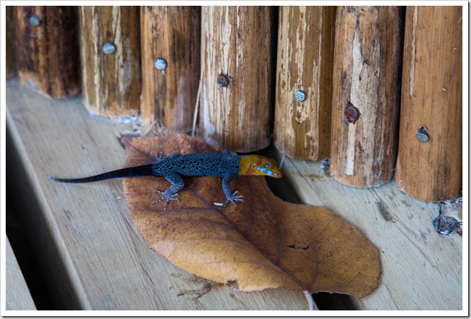 2010 costa rica 3 21  (12)