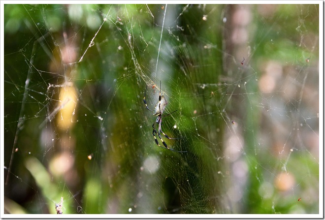 2010 March 16 More golden orb spiders-3