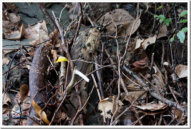 2010 March 16 On the beach_-25