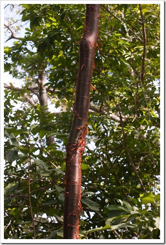 2010 March 16 Tourist tree_