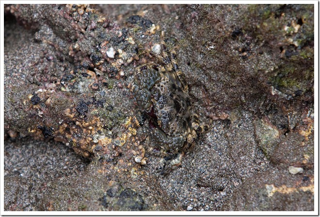 2010 March 18 starfish hunting_-26