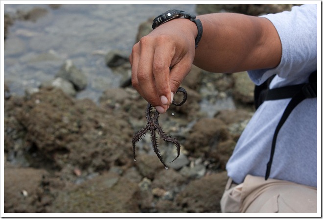 2010 March 18 starfish hunting_-7