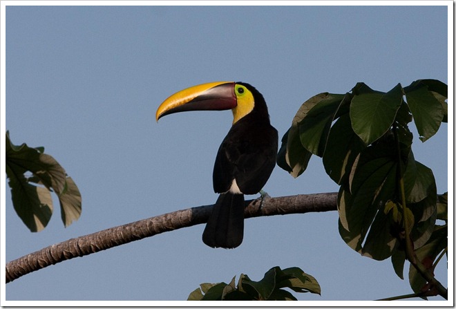 2010 March 18 Toucan_-4-2