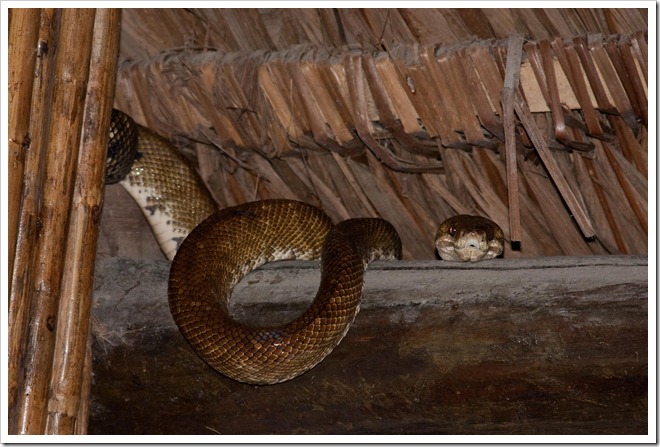 2010 March 21 Boa_-3