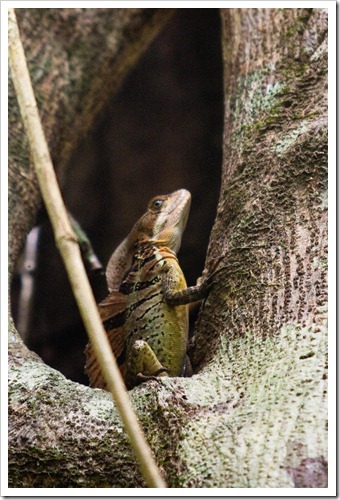 2010 March 22 Jesus lizard_-3