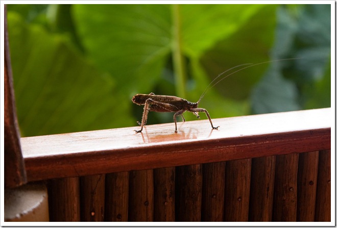 2010 03 19 14 02 Costa Rica_