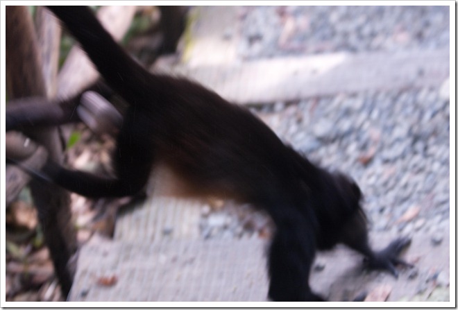 2010 03 19 15 00 Costa Rica_-13