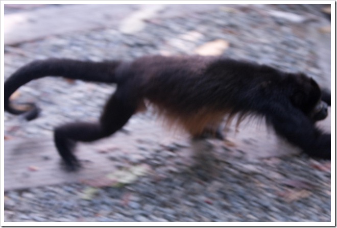 2010 03 19 15 00 Costa Rica_-15