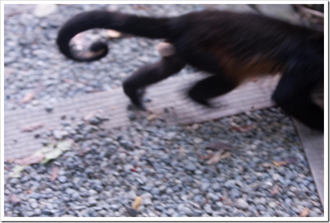 2010 03 19 15 00 Costa Rica_-16