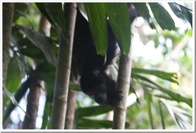 2010 03 19 15 00 Costa Rica_-2