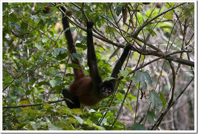 2010 March 22 Monkeys_-24