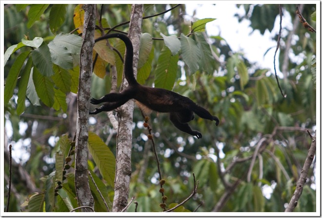 2010 March 22 Monkeys_-59