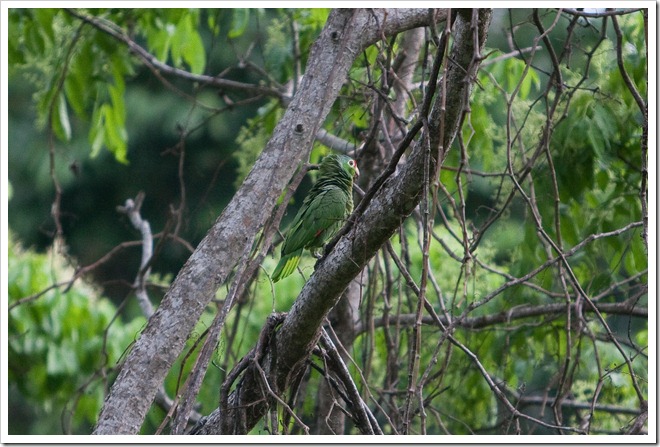 2010 March 22 Monkeys_-88