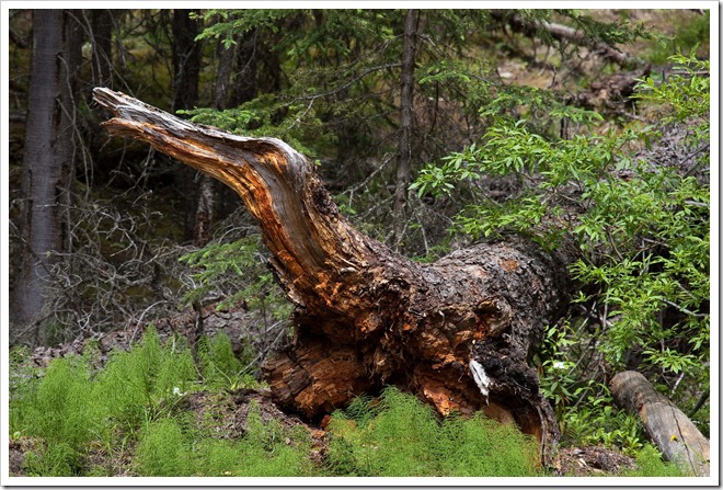 2010 07 Johnson Canyon  (10)