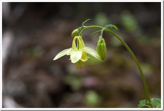 2010 07 Johnson Canyon  (3)