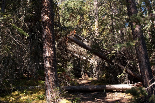 2010 07 Sulphur Mtn Banff  (14 of 105)