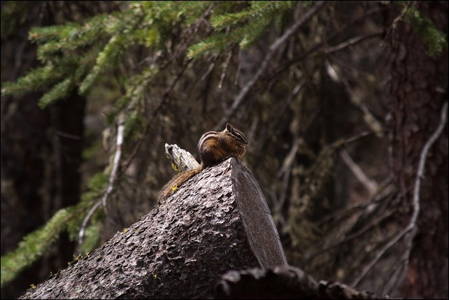 2010 07 Sulphur Mtn Banff  (47 of 105)