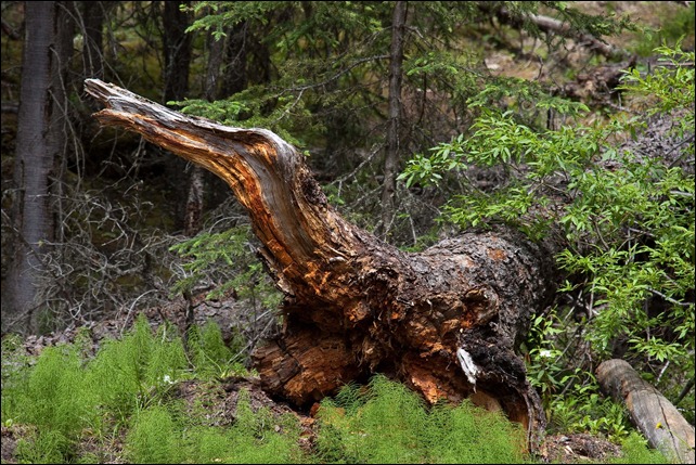 2010 07 Johnson Canyon (10) 2010 07 Johnson Canyon (10)