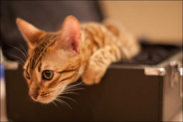 2011 01 08 Christmas_-5