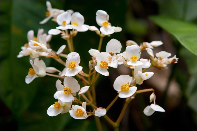 2011 03 21 Bocawina Mayflower Park-36