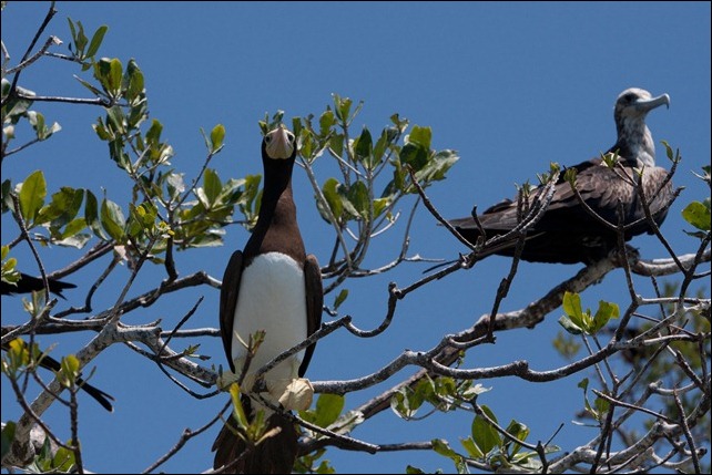 2011 03 18 Bird Island-31