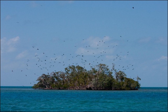 2011 03 18 Bird Island