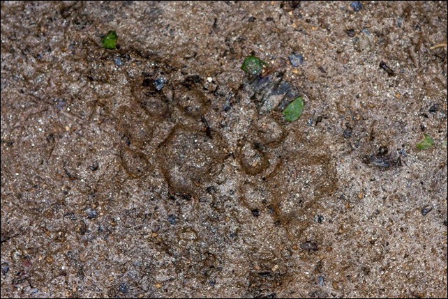 2011 03 21 Bocawina Mayflower Park-5