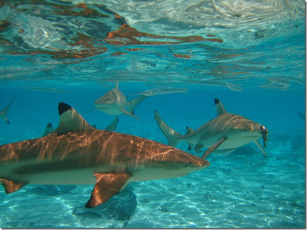 2007 Bora Bora Snorkelling with the sharks (14)